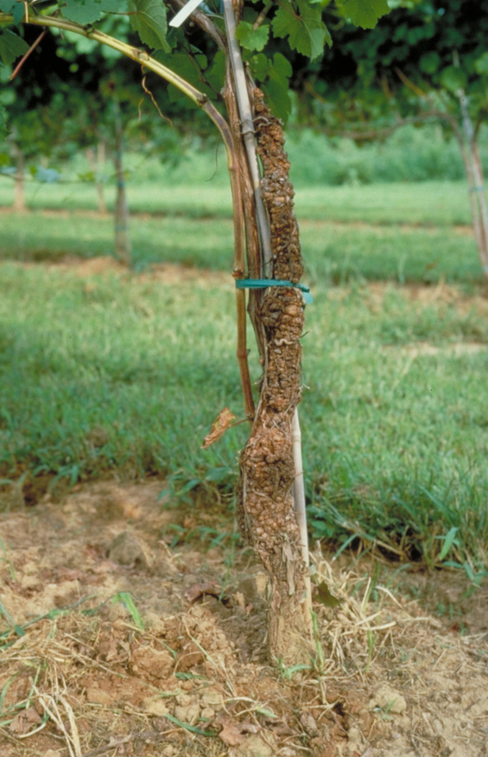 Crown Gall 1